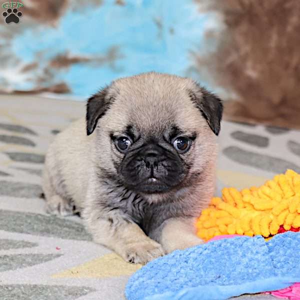 Monty, Pug Puppy